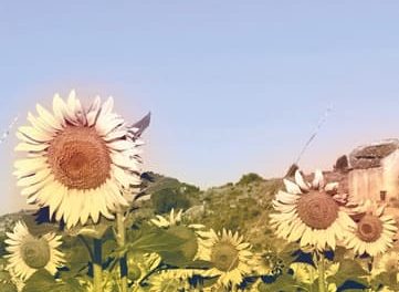 Breves de agosto, en Huerto Poeta